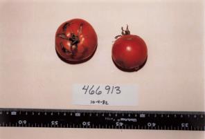 Click for 1 image(s) for this accession. FRUIT